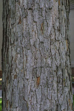 Image of Basket Oak