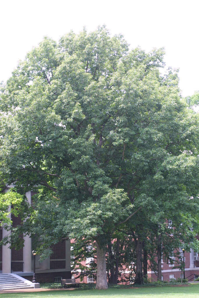Image of Chinkapin Oak