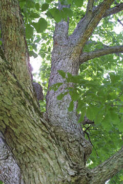 Image of Chinkapin Oak