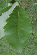 Image of Basket Oak