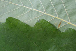 Image of Basket Oak