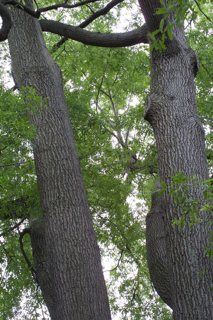 Слика од Quercus phellos L.