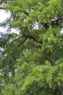 Image of Willow Oak