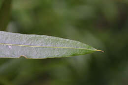 Слика од Quercus phellos L.