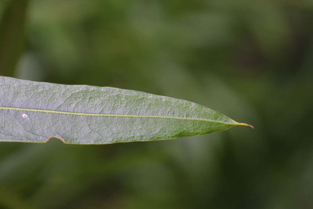 Image of Willow Oak