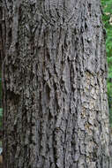 Image of Swamp White Oak