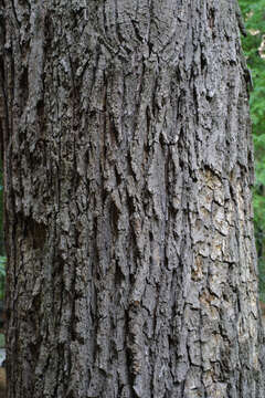 Image of Swamp White Oak