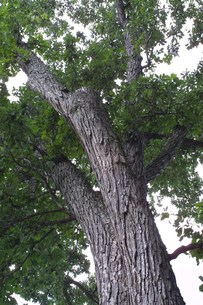 Image of Swamp White Oak