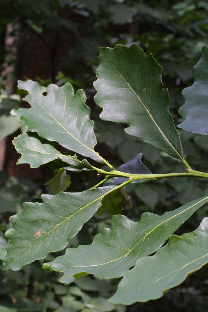 Image of Swamp White Oak