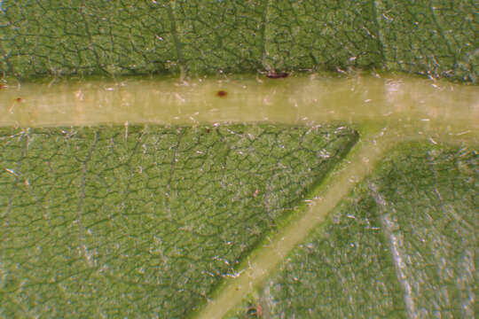 Imagem de Quercus bicolor Willd.