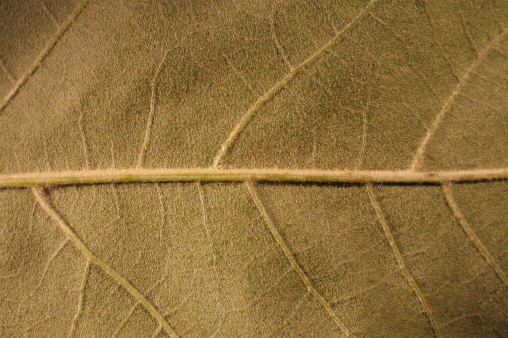 Imagem de Quercus falcata Michx.