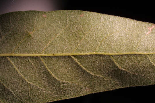 Image of Laurel Oak