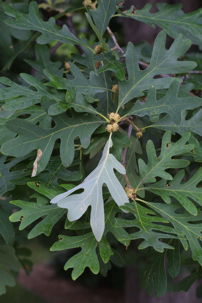 Image de chêne blanc