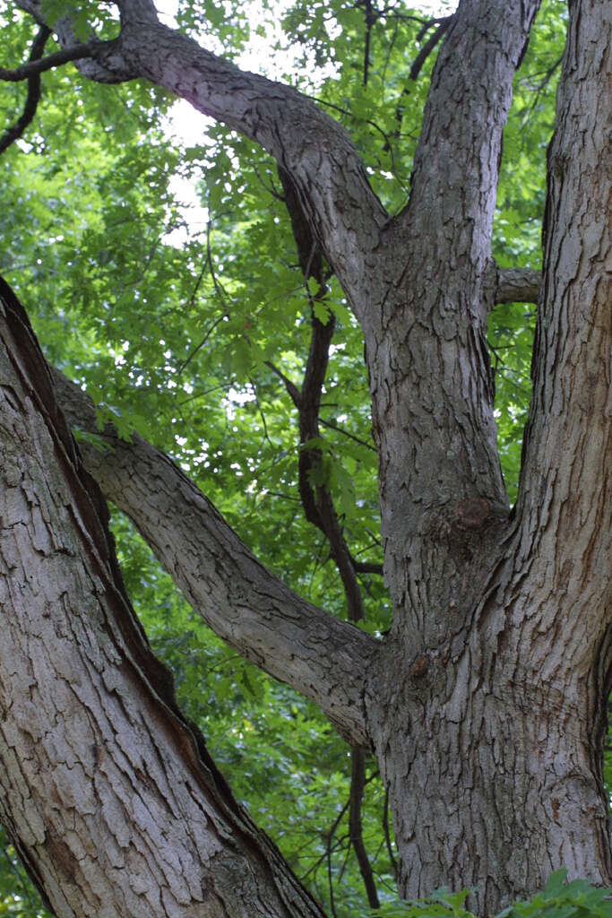 Imagem de Quercus alba L.