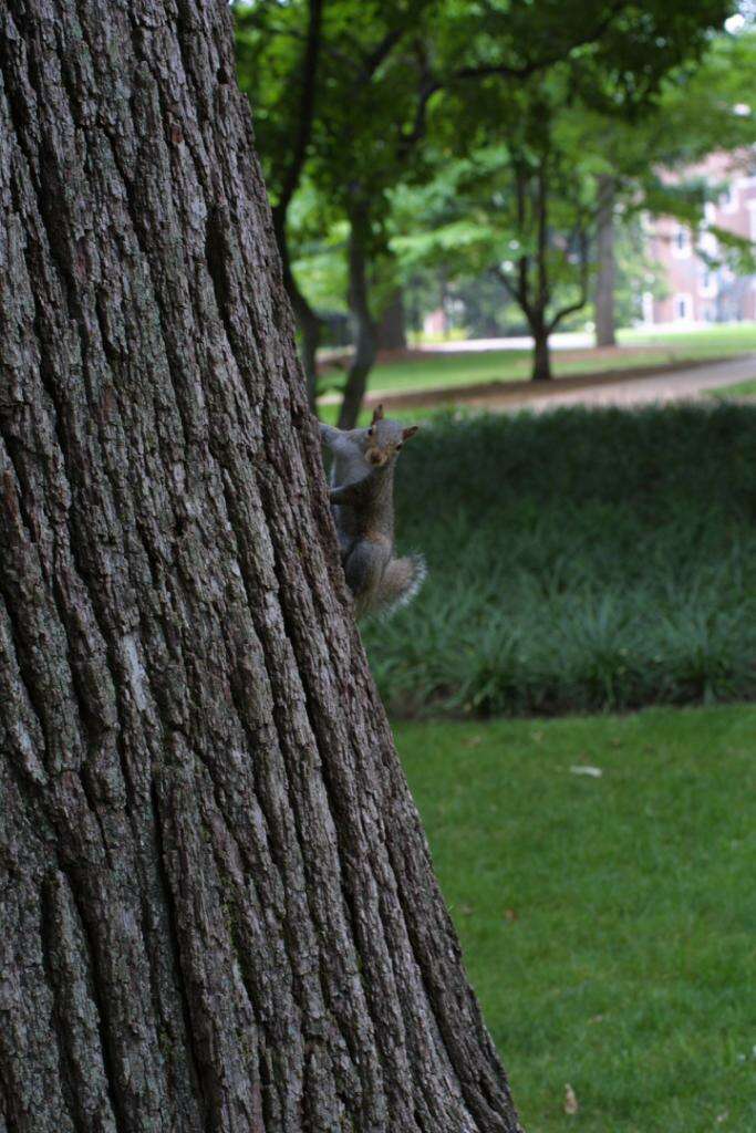 Image of Squirrels