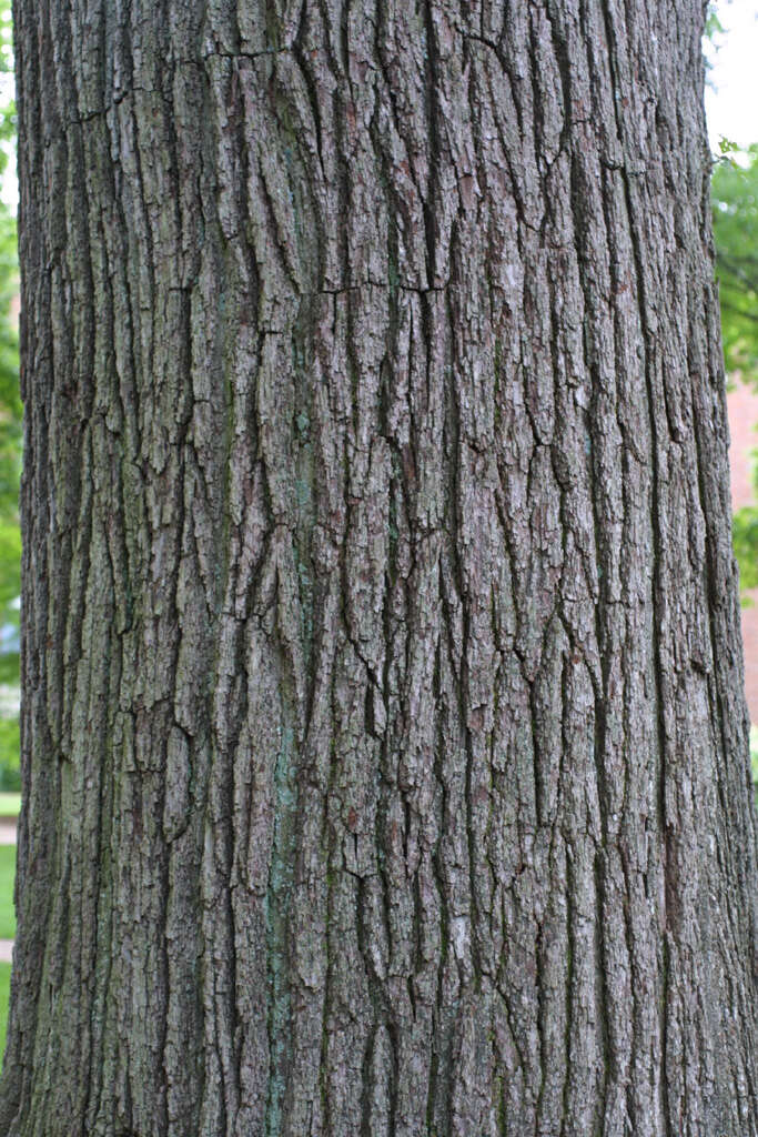 Image of Bur Oak