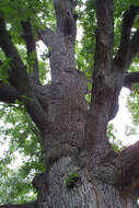 Image of Bur Oak