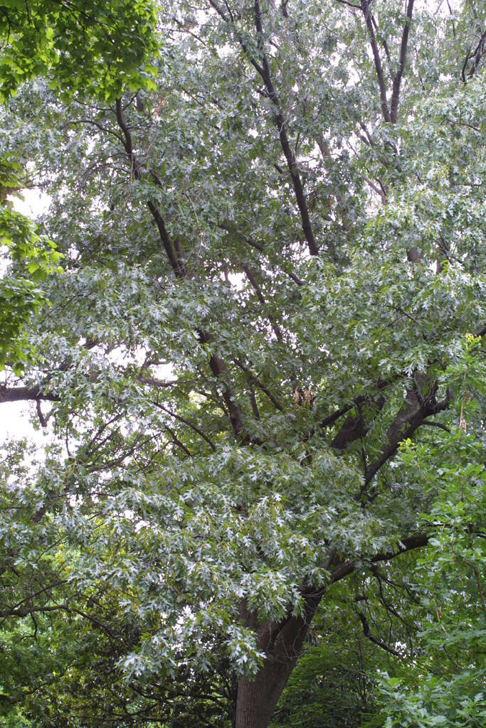 Quercus velutina Lam. resmi