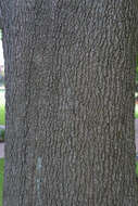 Image of Black Oak