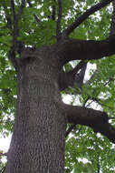 Quercus velutina Lam. resmi