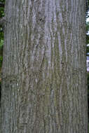 Image of Pin Oak