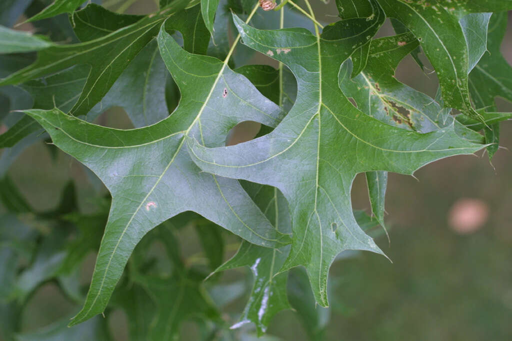 Image of Pin Oak