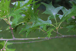 Image of Pin Oak