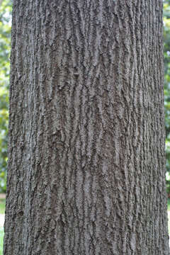 Image of Schneck's oak