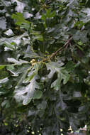 Image of Bur Oak