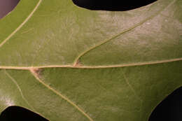 Image of Pin Oak