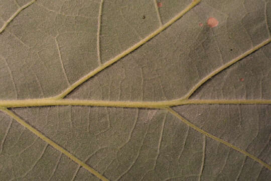 Image of Bur Oak