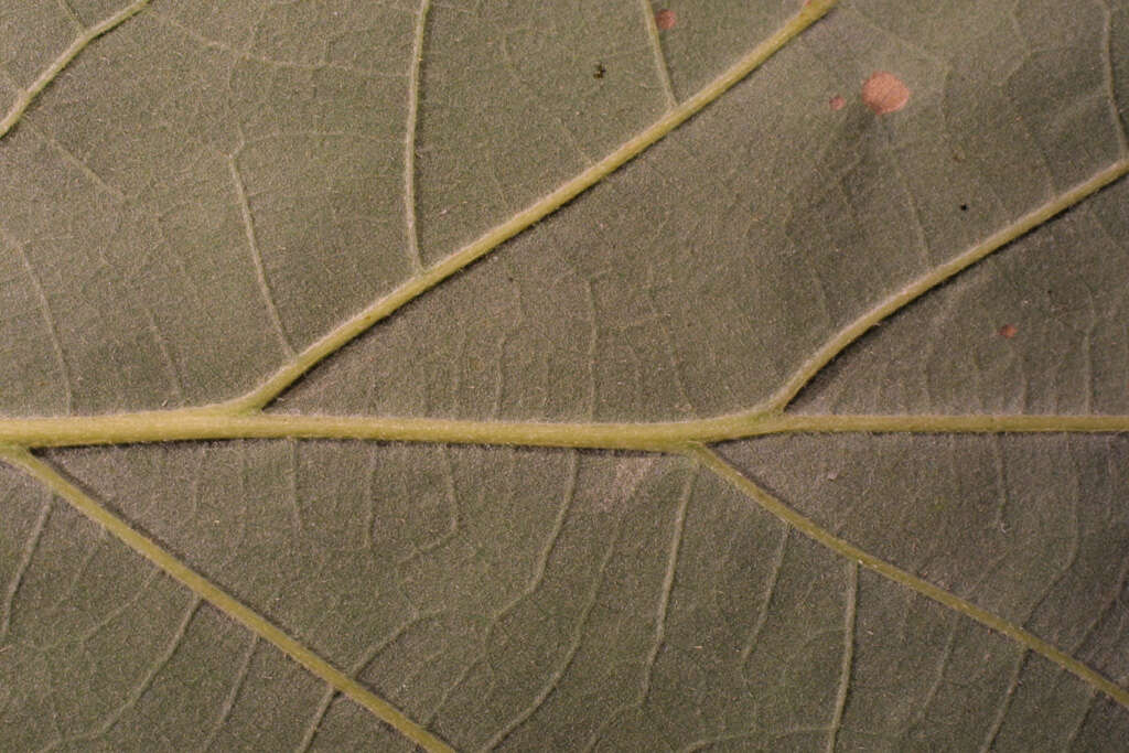 Image de chêne à gros fruits