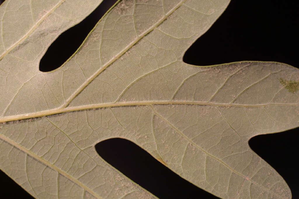 Imagem de Quercus alba L.