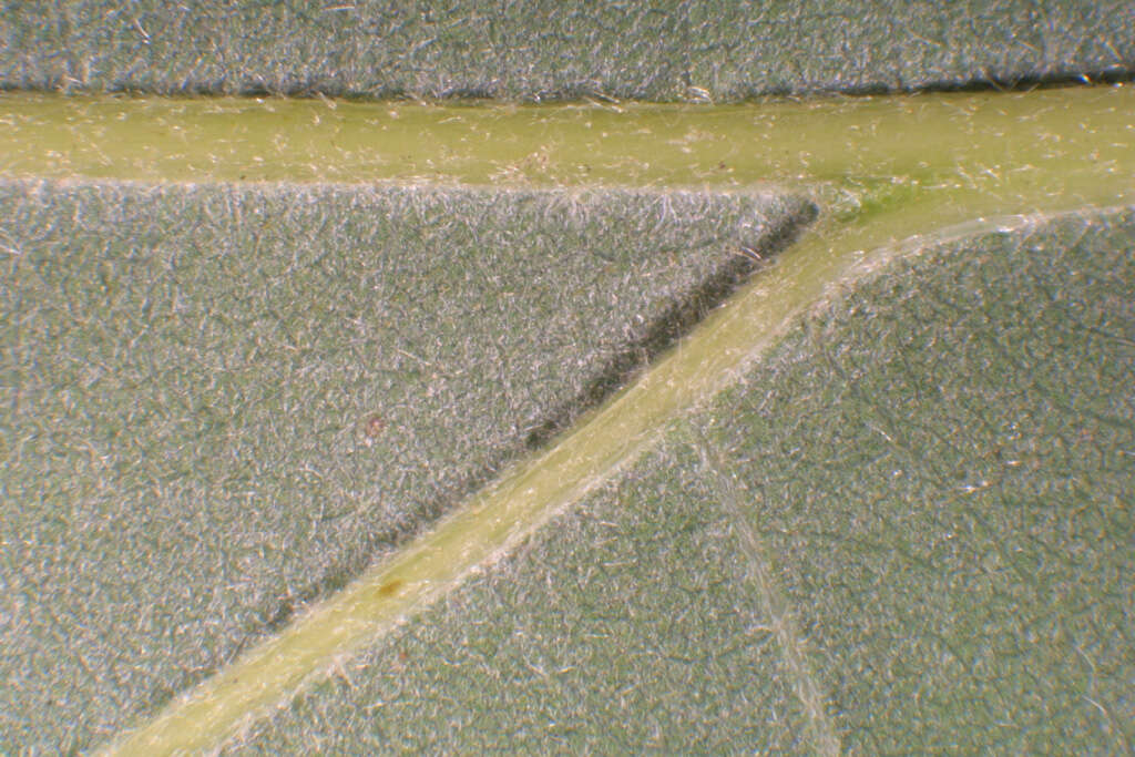 Image of Bur Oak