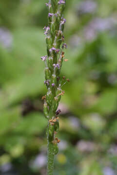 Image of blackseed plantain