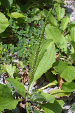 Image of blackseed plantain