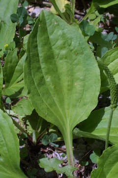 Image of blackseed plantain