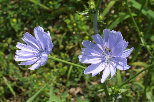 Image of chicory