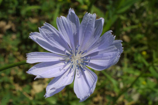 Image of chicory