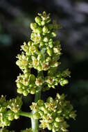 Image of sumac