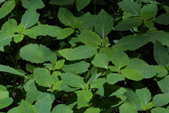 Image of Jewelweeds