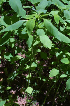 Image of Jewelweeds