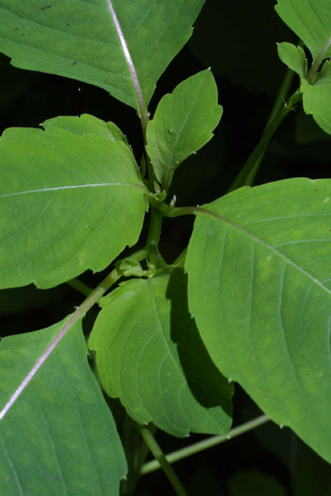 Image of Jewelweeds