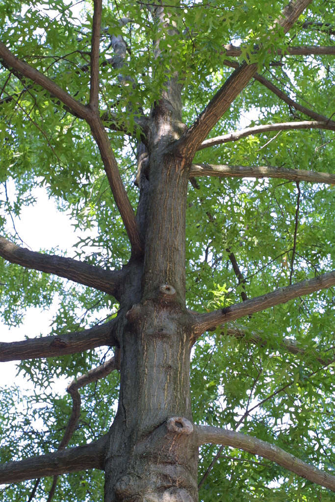 Image of Pin Oak