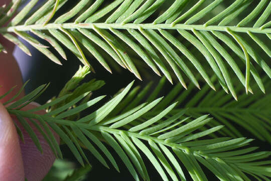 Image of bald cypress