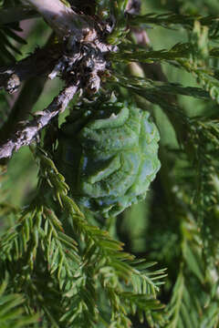 Image of bald cypress