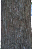 Image of bald cypress