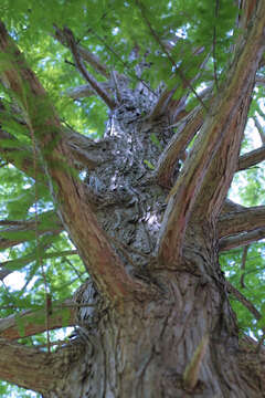 Image of bald cypress