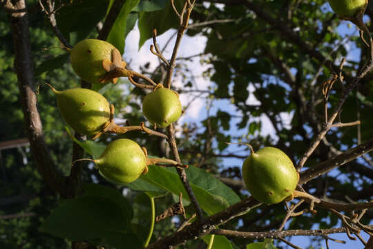 Image of paulownia