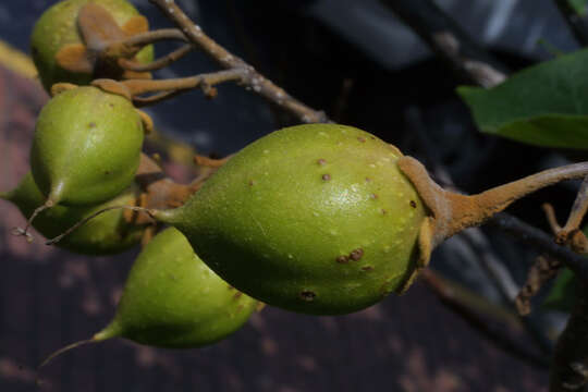 Image of paulownia